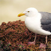 mouette2