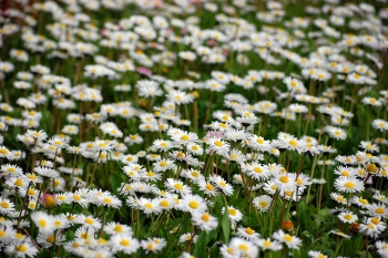 White-field-flowers1785