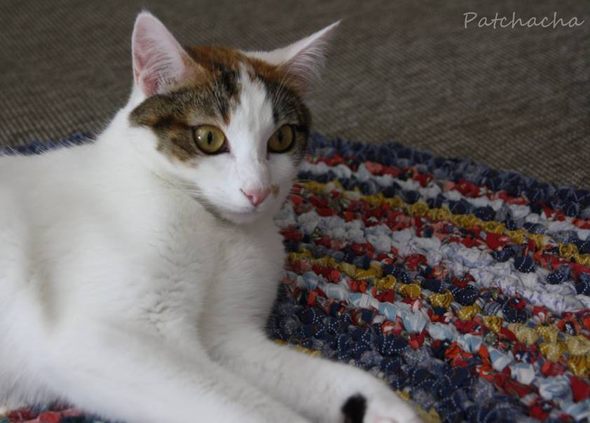 chat sur le tapis